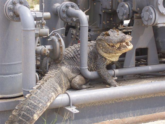 Under Pressure: The Alligator, the Compressor, and the Challenges of Field Service Management